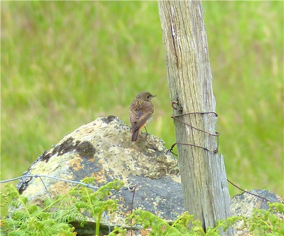 Redstart juvenile Conwy