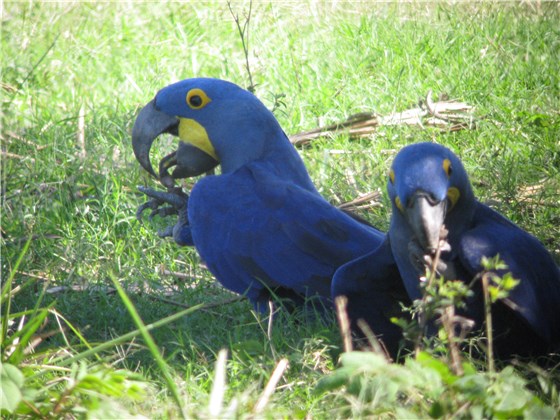 Hyacinth Macaw Pantanal