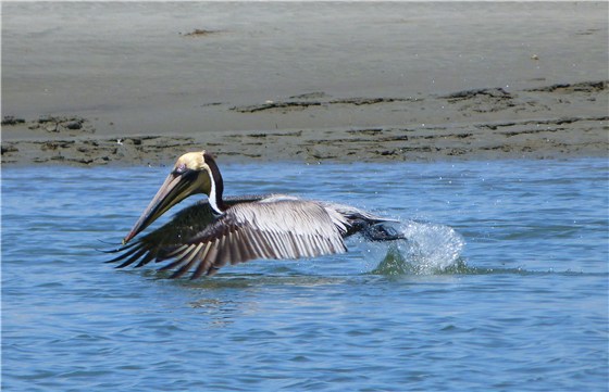 Brown Pelican take off