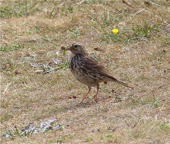 Meadow Pipit with food