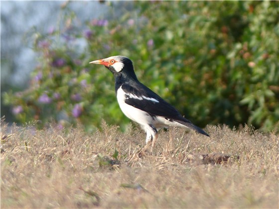 Asian Pied Starling 1