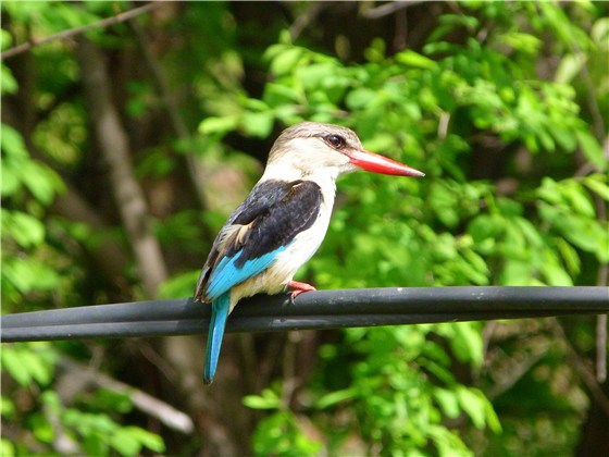 Brown hooded Kingfisher 3 Zambia