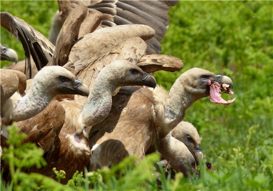 Vultures meat in beak