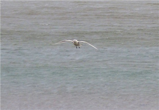 Glaucous Gull Ang 6