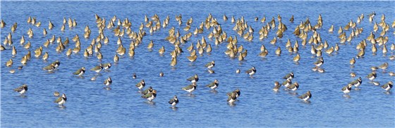 Golden Plover and Lapwing