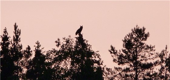 Eagle Owl 2 Finland 2013