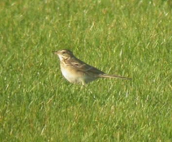 Richard's Pipit Great Orme Marc Hughes