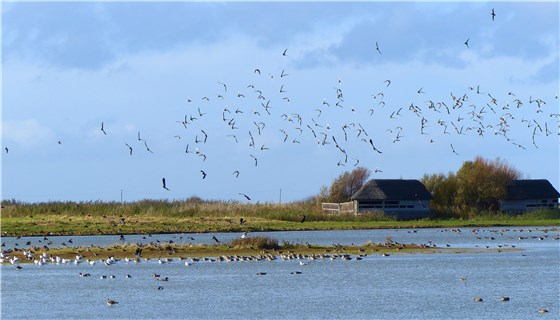 Cley Marshes waders