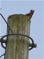 Great Spotted Woodpecker on Anglesey