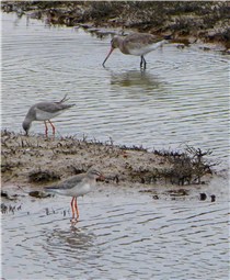 Spotted Redshank Titchwell