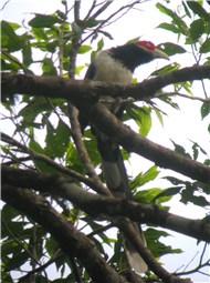 Red faced Malkoha