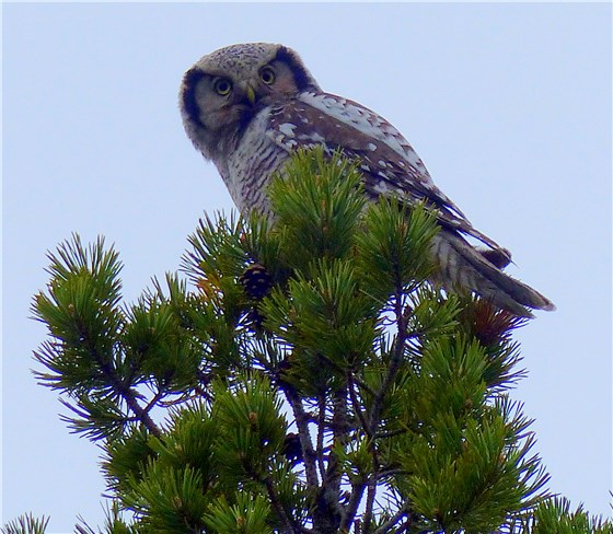 Hawk Owl adult 4