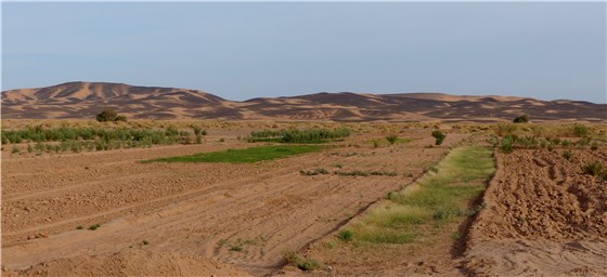 Crops in desert
